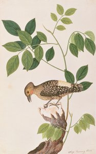 Buff-rumped spætte, fra tegninger af fugle fra Malacca, ca. 1805-18 (wc på papir)